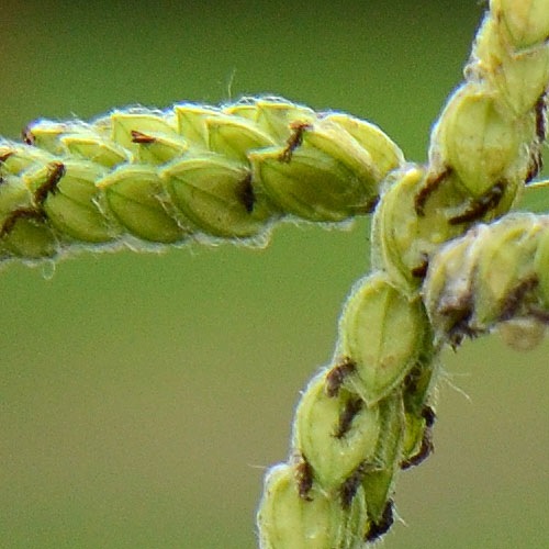 シマスズメノヒエの穂アップ