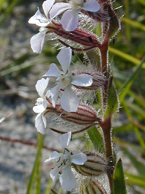 シロバナマンテマ
