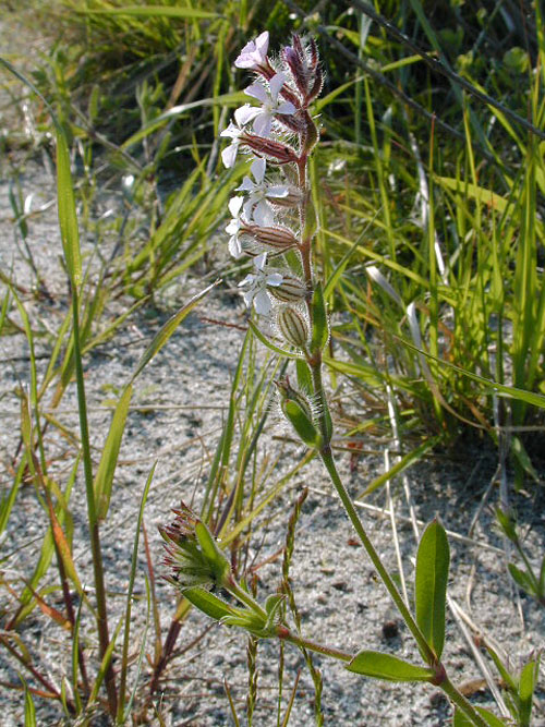 シロバナマンテマの全体