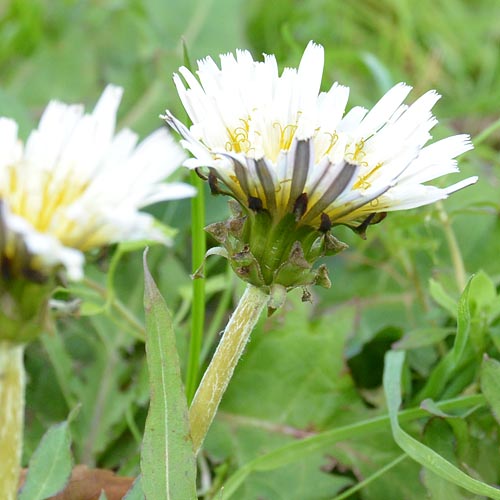 Taraxacum albidum