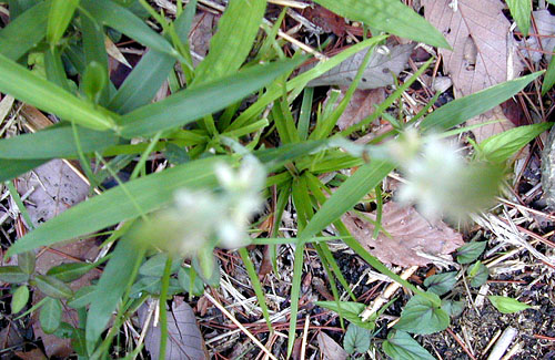 ソクシンランの葉