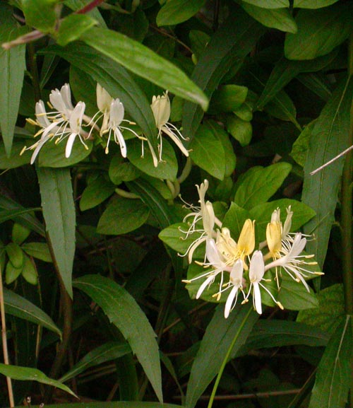 Lonicera japonica