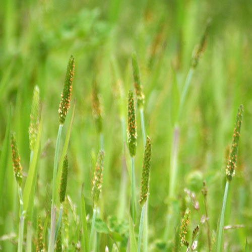 スズメノテッポウ