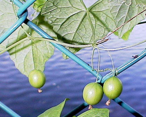 スズメウリの若い実