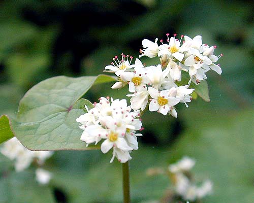 シャクチリソバ