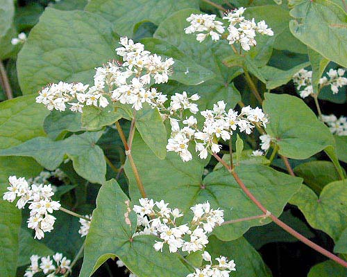 シャクチリソバ