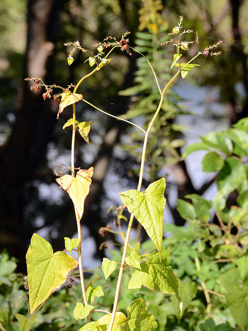 シャクチリソバ