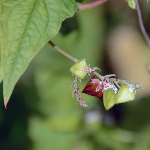 シャクチリソバ