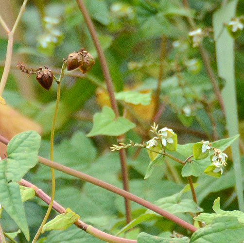 シャクチリソバ