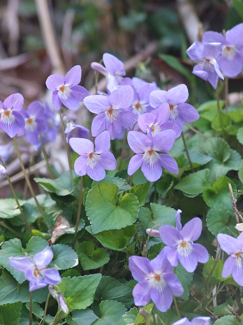 タチツボスミレ