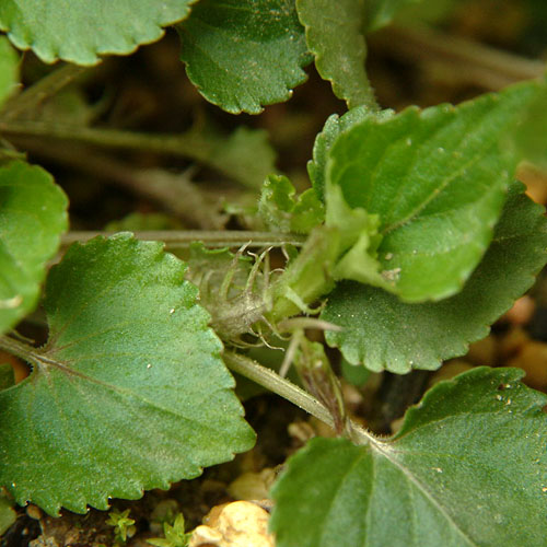 タチツボスミレ