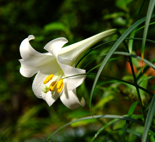 Lilium formosanum