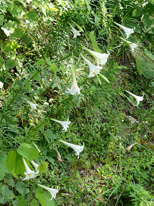 タカサゴユリの群落
