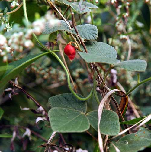 Rhynchosia volubilis
