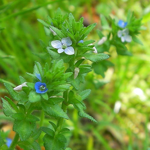 Veronica arvensis