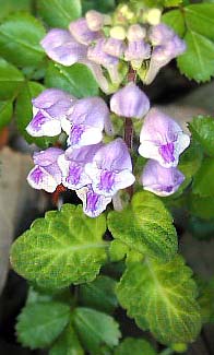 Scutellaria indica