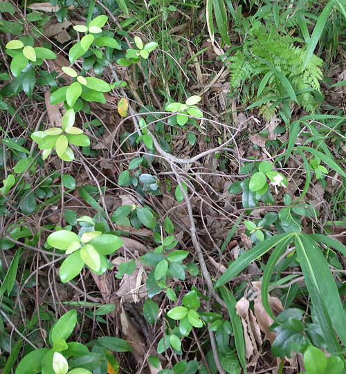 Trachelospermum asiaticum