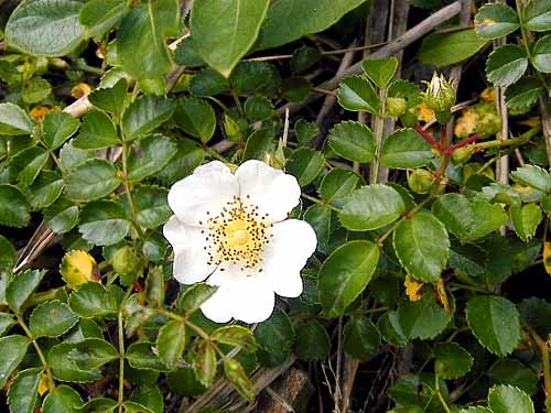 テリハノイバラ