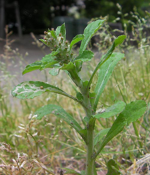 チチコグサモドキ