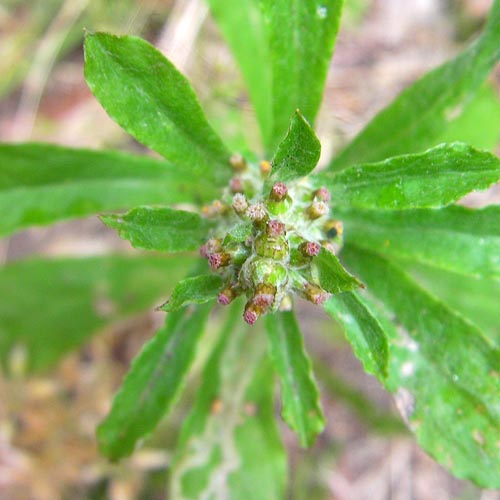 Gnaphalium pensylvanicum