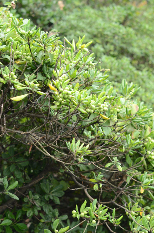 Pittosporum tobira