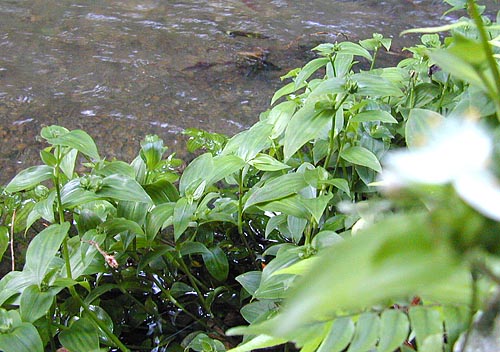 Tradescantia fluminensis