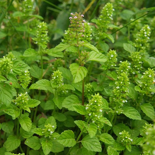 Clinopodium gracile