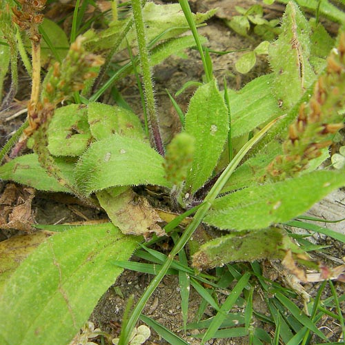 Plantago virginica
