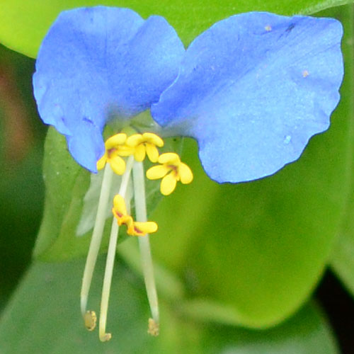 Commelina communis