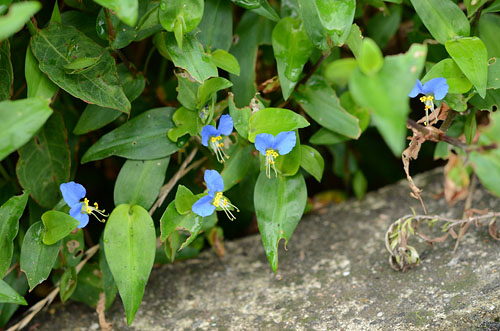 ツユクサの群落