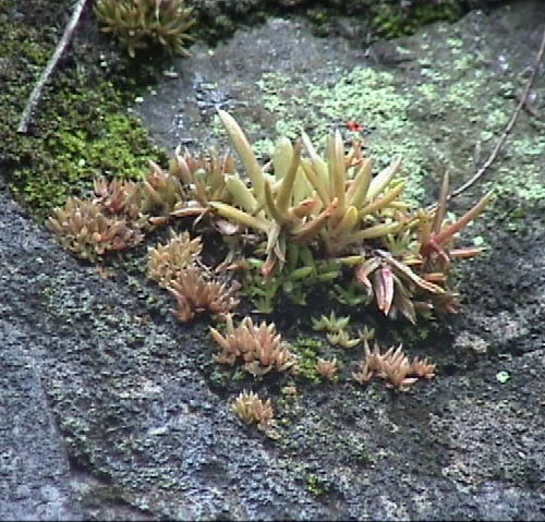 ツメレンゲの小さい苗