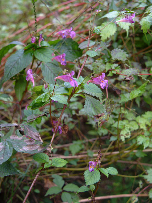 Impatiens textori
