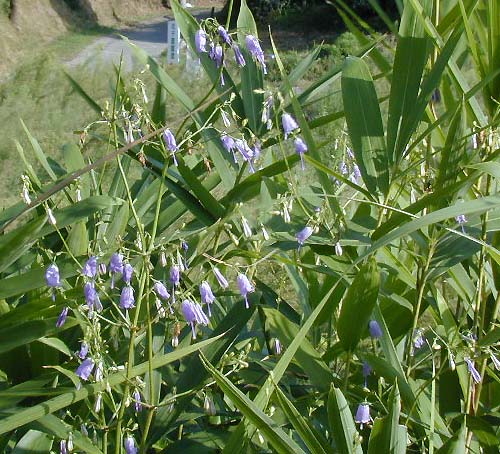 ツリガネニンジン