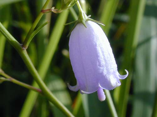 Adenophora triphylla japonica