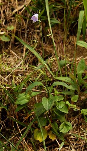 ツリガネニンジン