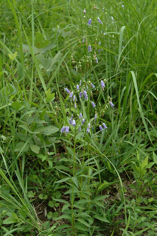 ツリガネニンジン