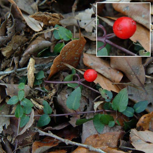 ツルアリドウシ・ツルアリドオシ