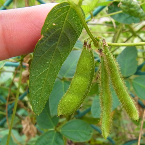 Glycine soja Siebold