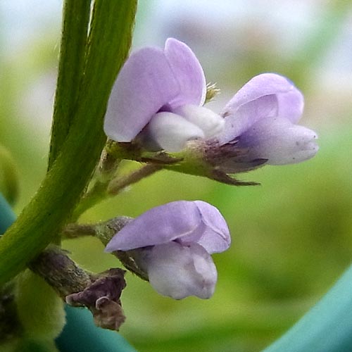 ツルマメの花