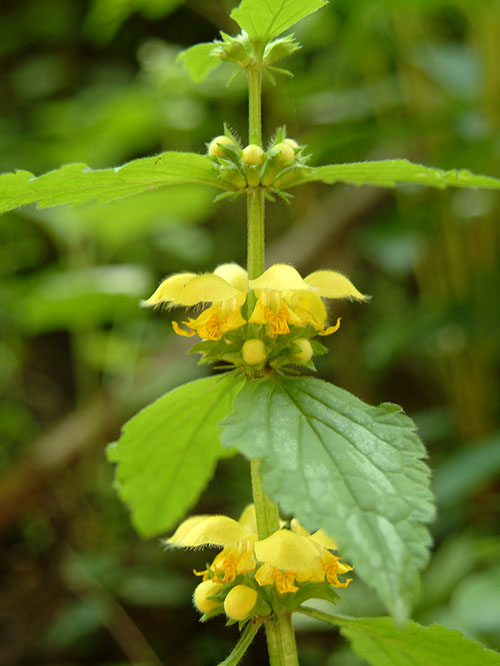 Lamium galeobdolon