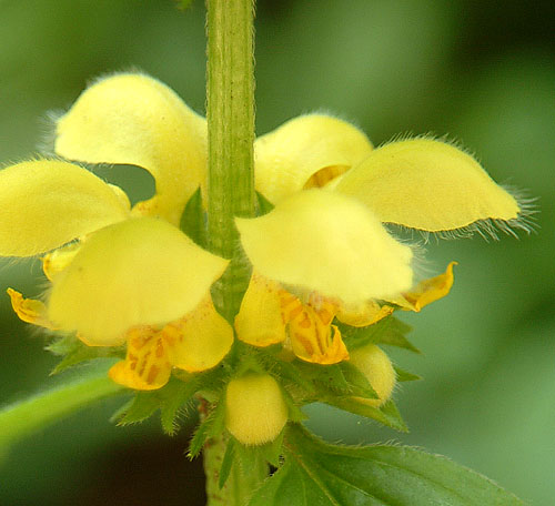 Lamiastrum galeobdolon