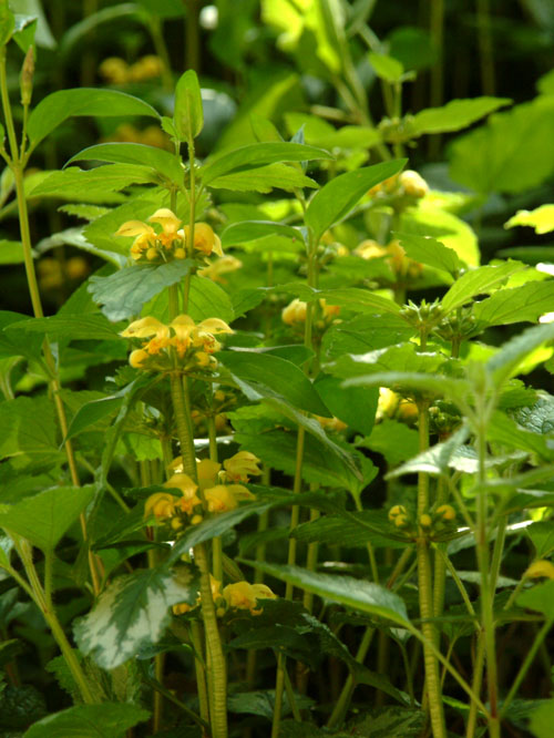 キバナオドリコソウ