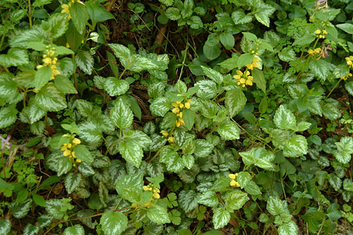 ラミウム　ガレオブドロン