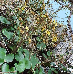 ツワブキの群落