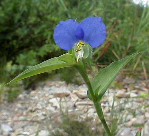 Commelina communis