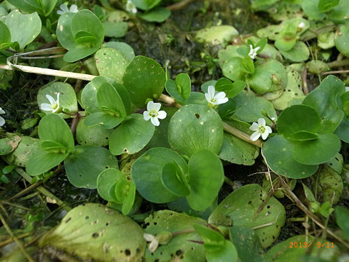 Bacopa rotundifolia