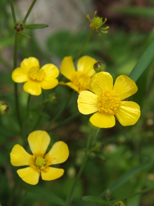 ウマノアシガタ