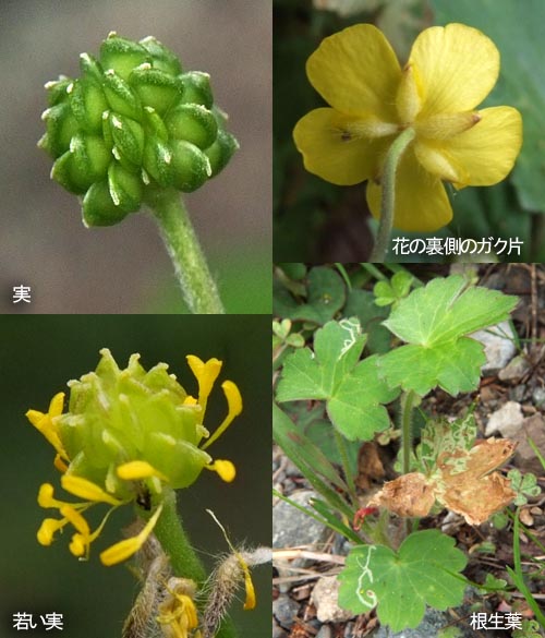 ウマノアシガタ