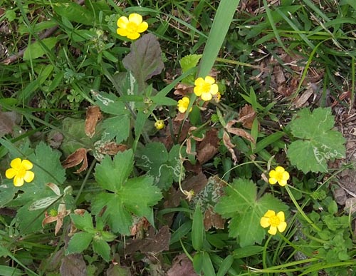 ウマノアシガタ