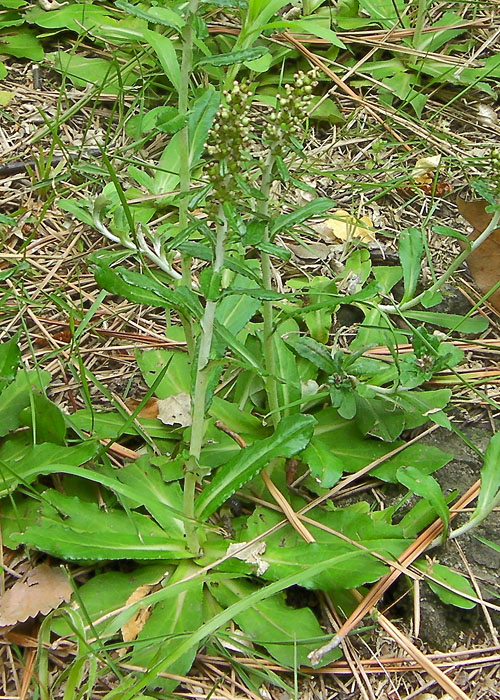 ウラジロチチコグサ